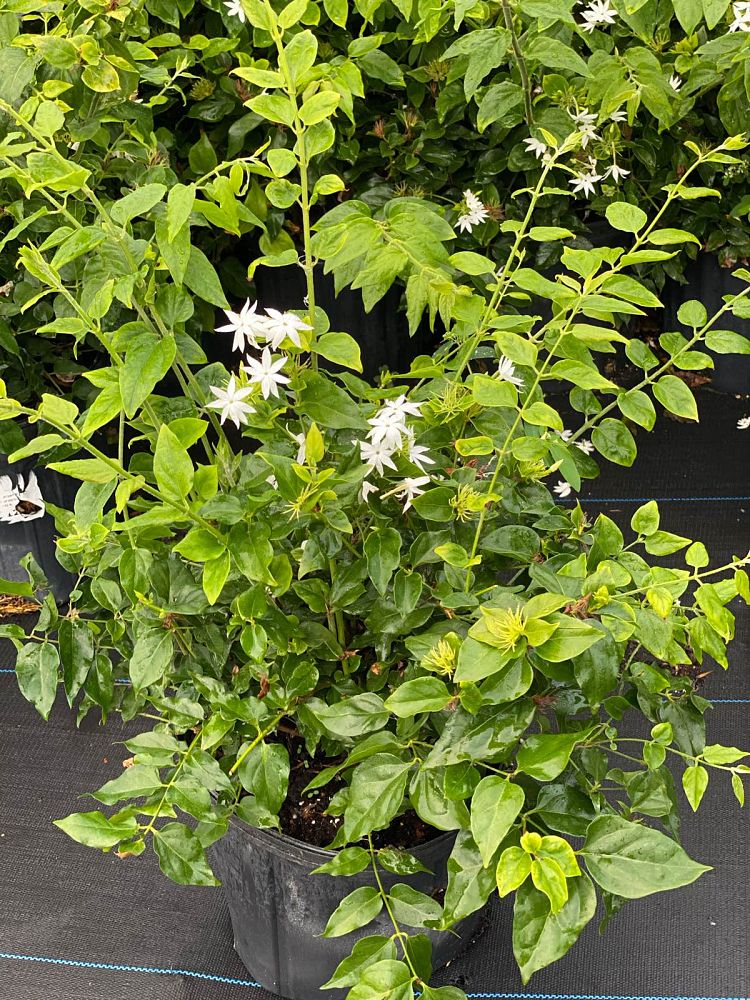 jasminum-multiflorum-jasmine-pubescens-downy-jasmine