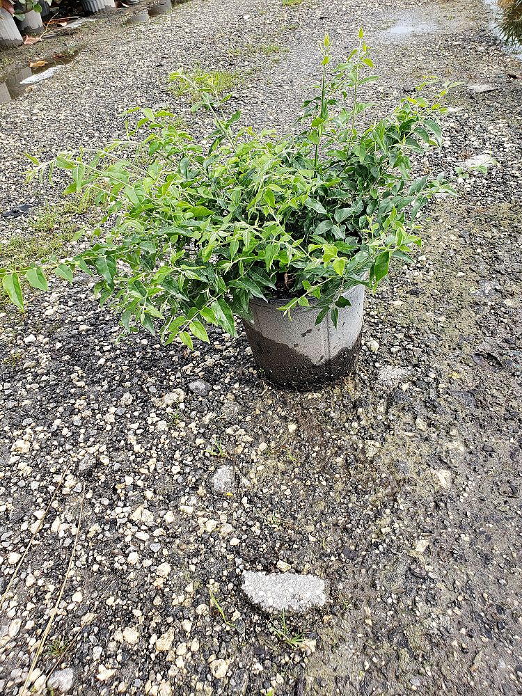 jasminum-multiflorum-jasmine-pubescens-downy-jasmine