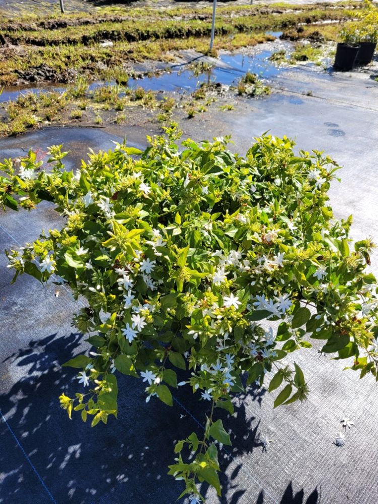 jasminum-multiflorum-jasmine-pubescens-downy-jasmine