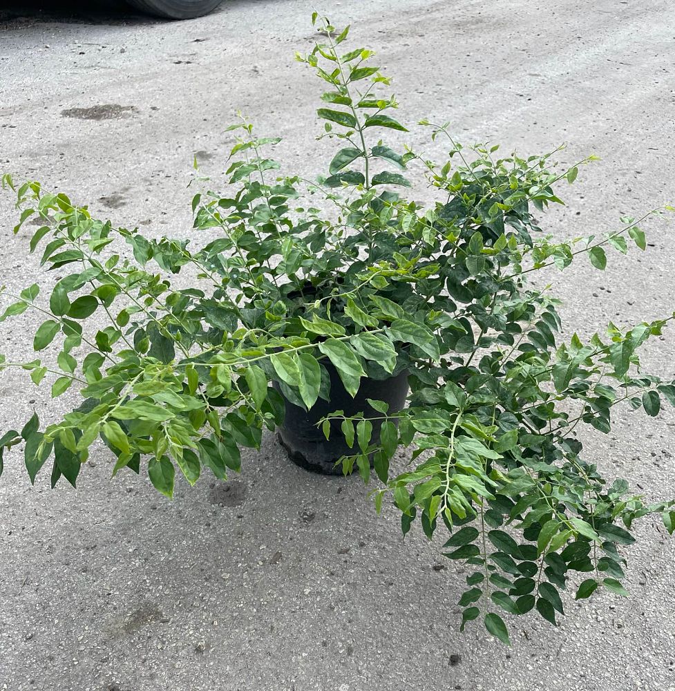 jasminum-multiflorum-jasmine-pubescens-downy-jasmine