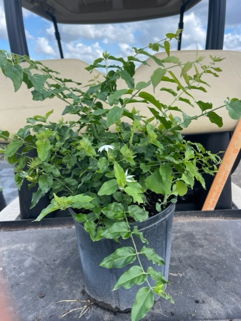 jasminum-multiflorum-jasmine-pubescens-downy-jasmine