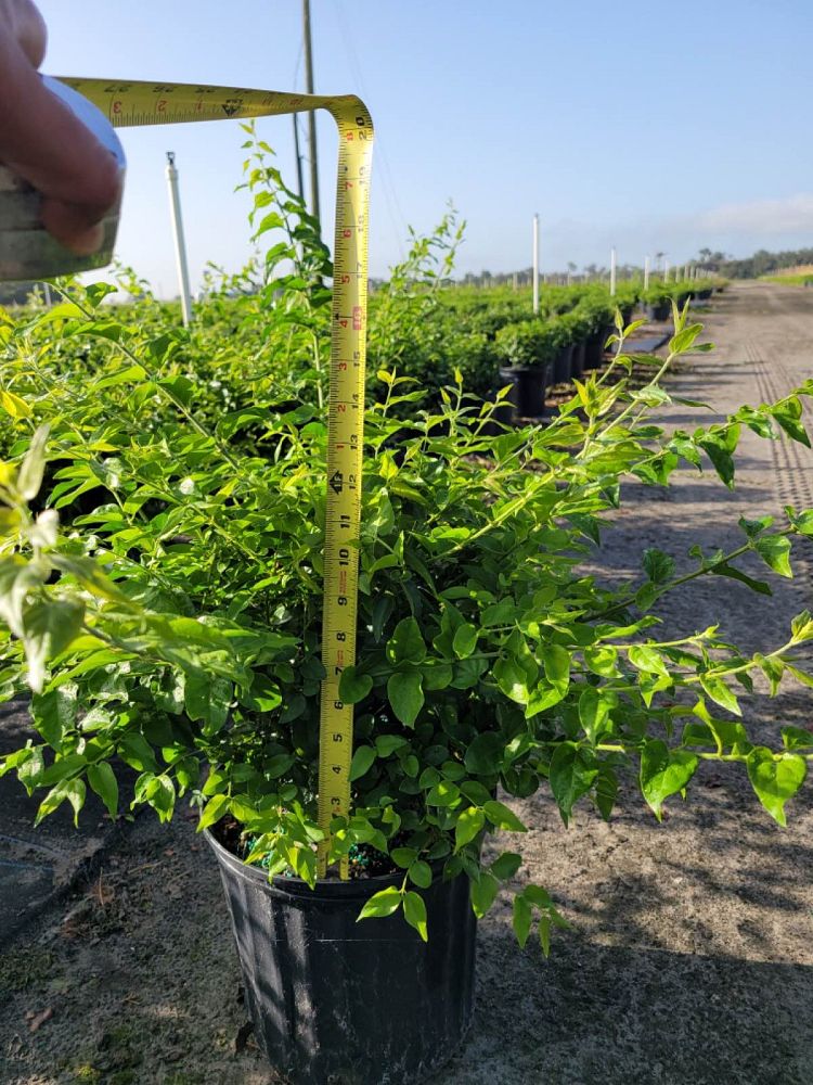 jasminum-multiflorum-jasmine-pubescens-downy-jasmine