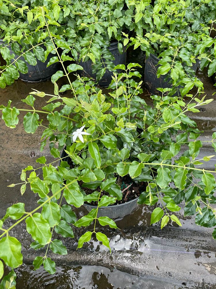 jasminum-multiflorum-jasmine-pubescens-downy-jasmine