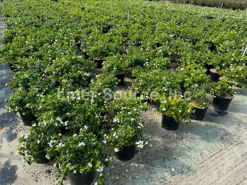 jasminum-multiflorum-jasmine-pubescens-downy-jasmine