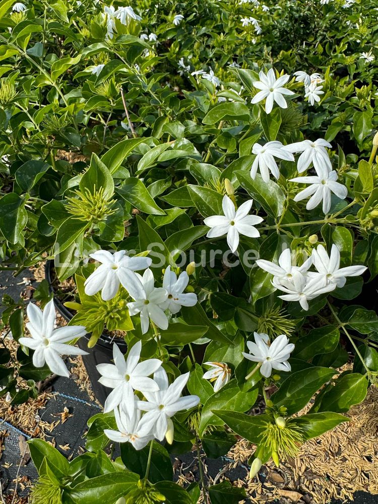 jasminum-multiflorum-jasmine-pubescens-downy-jasmine