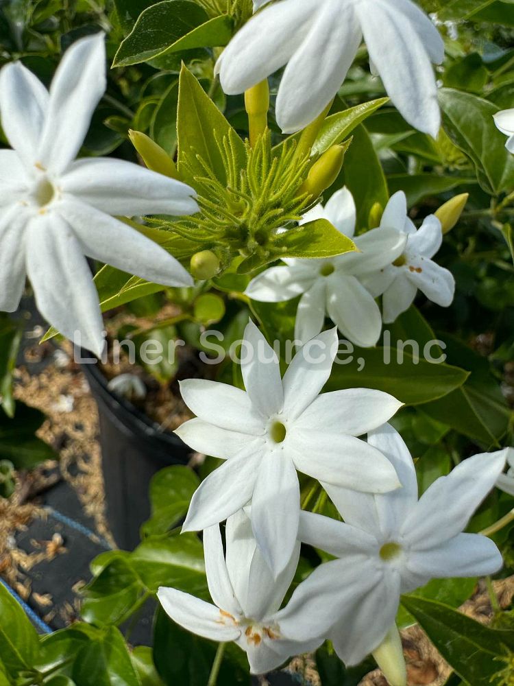jasminum-multiflorum-jasmine-pubescens-downy-jasmine