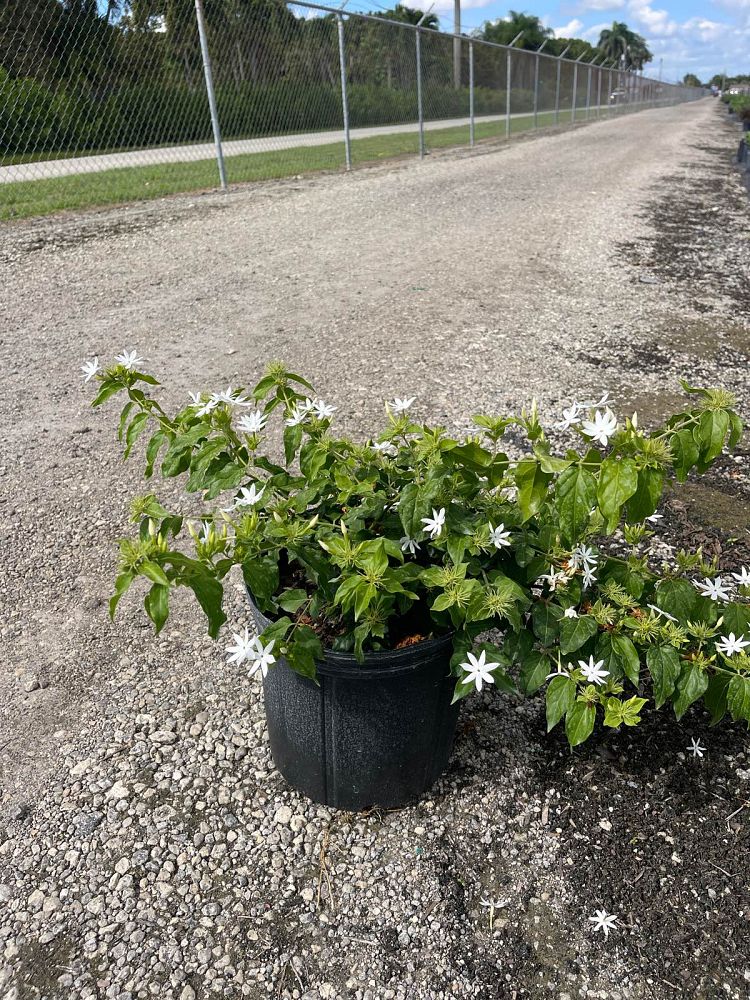 jasminum-multiflorum-jasmine-pubescens-downy-jasmine