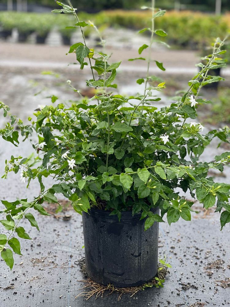 jasminum-multiflorum-jasmine-pubescens-downy-jasmine