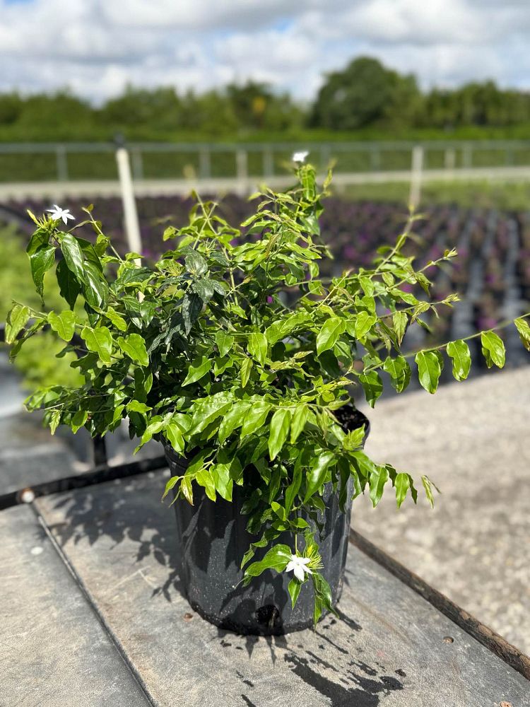 jasminum-multiflorum-jasmine-pubescens-downy-jasmine