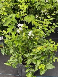 jasminum-multiflorum-jasmine-pubescens-downy-jasmine
