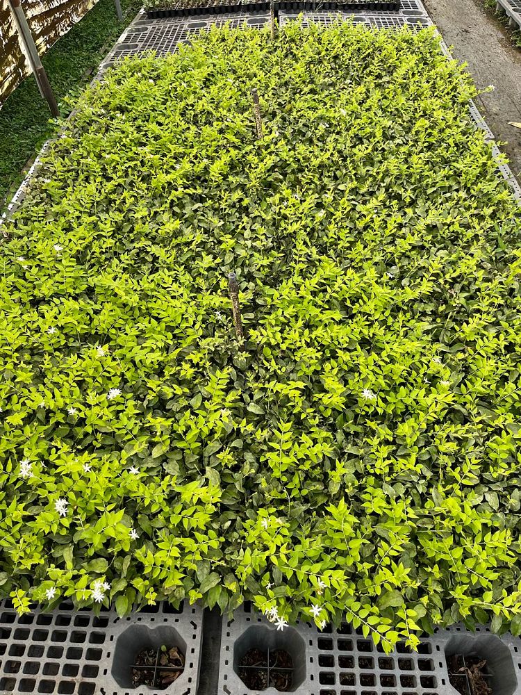 jasminum-multiflorum-jasmine-pubescens-downy-jasmine