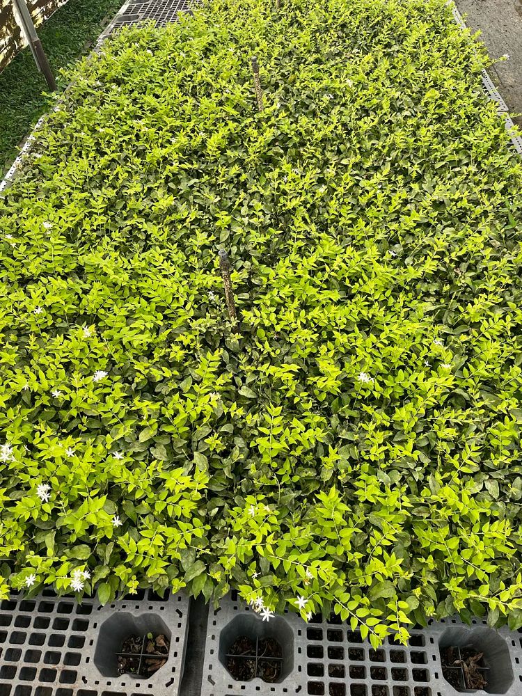 jasminum-multiflorum-jasmine-pubescens-downy-jasmine