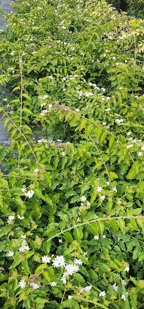 jasminum-multiflorum-jasmine-pubescens-downy-jasmine