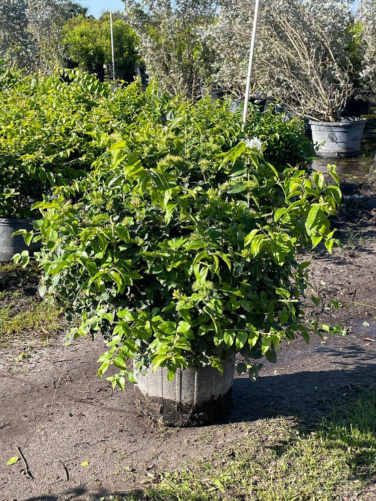 jasminum-multiflorum-jasmine-pubescens-downy-jasmine