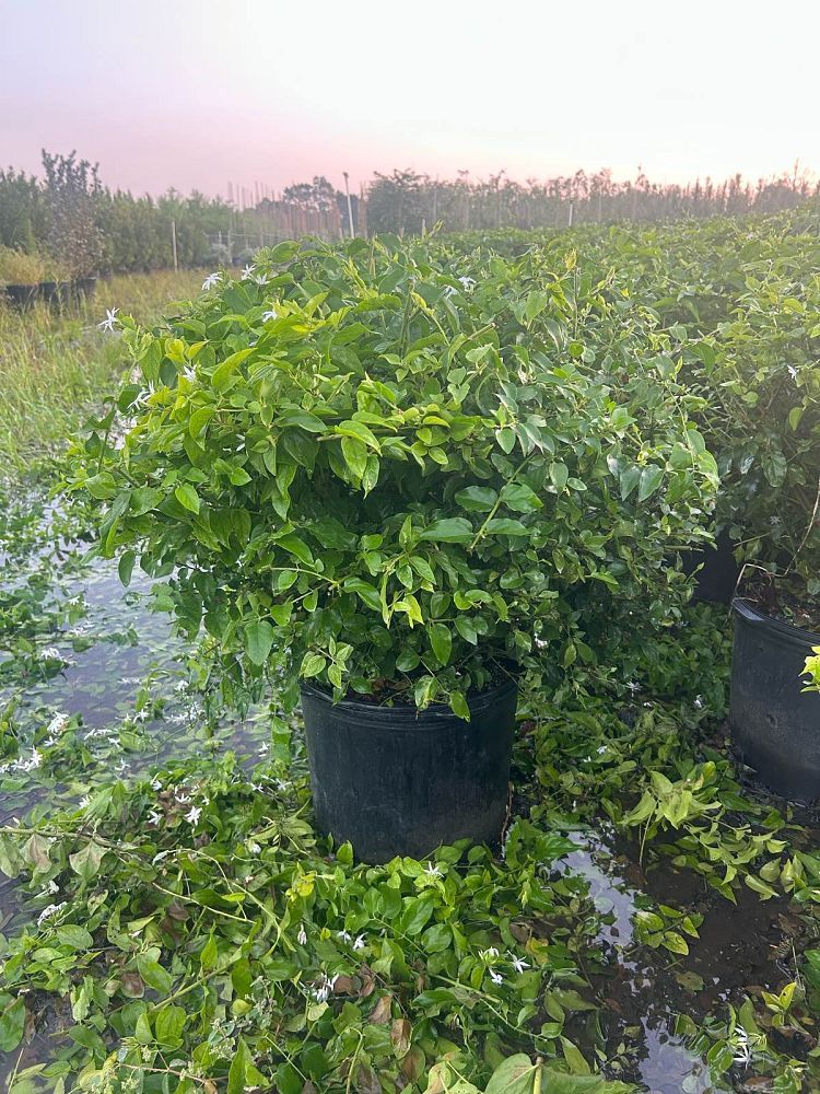 jasminum-multiflorum-jasmine-pubescens-downy-jasmine