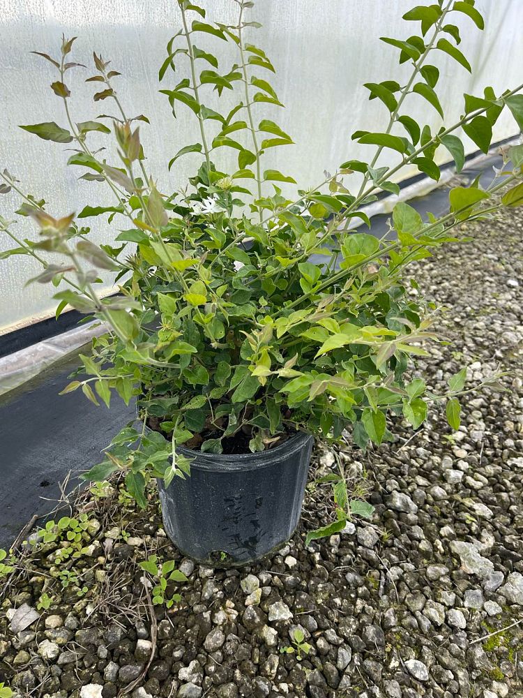 jasminum-multiflorum-jasmine-pubescens-downy-jasmine