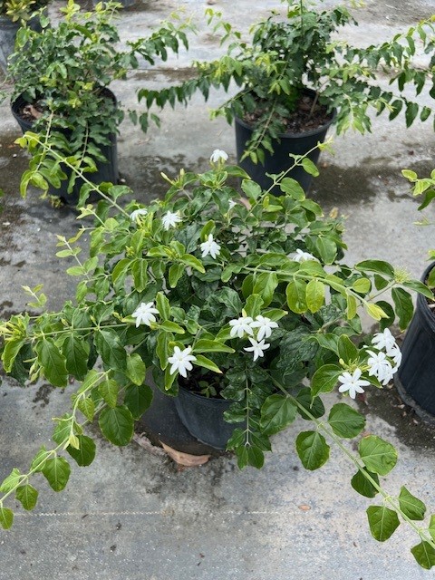 jasminum-multiflorum-jasmine-pubescens-downy-jasmine