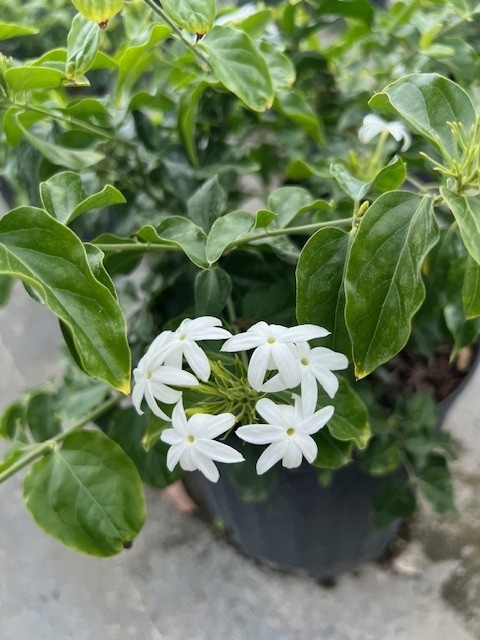 jasminum-multiflorum-jasmine-pubescens-downy-jasmine