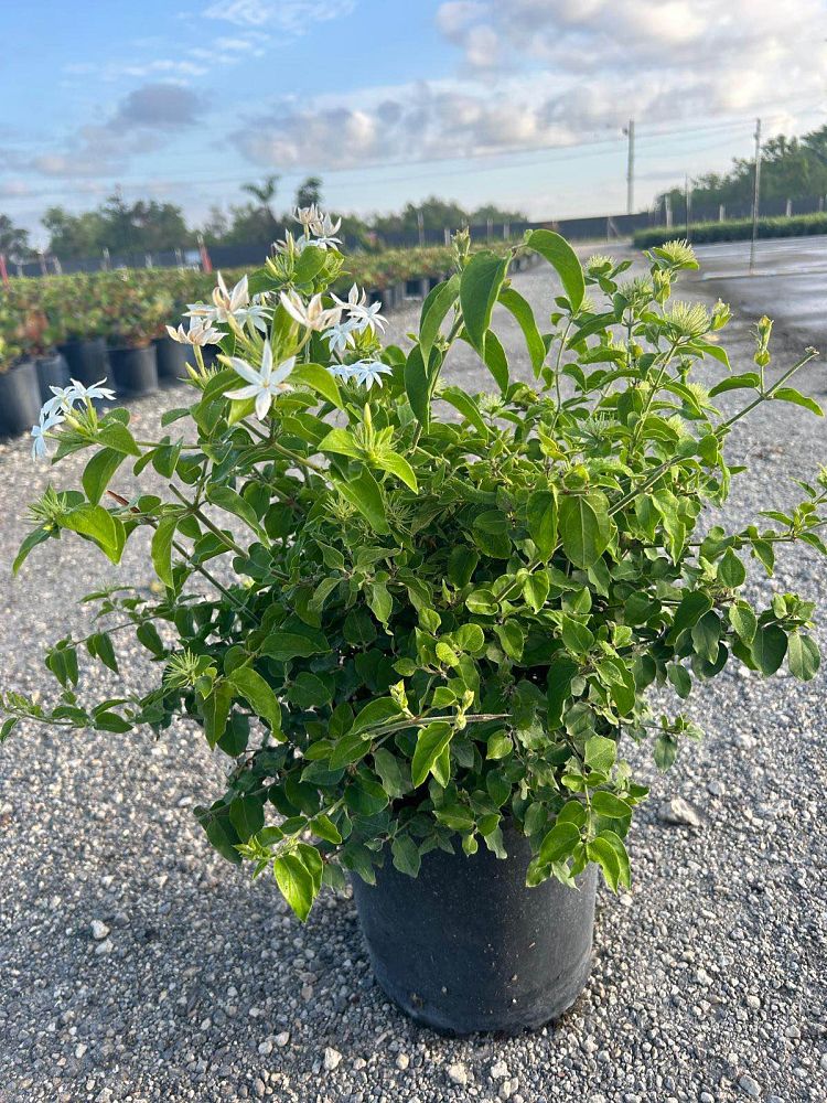 jasminum-multiflorum-jasmine-pubescens-downy-jasmine