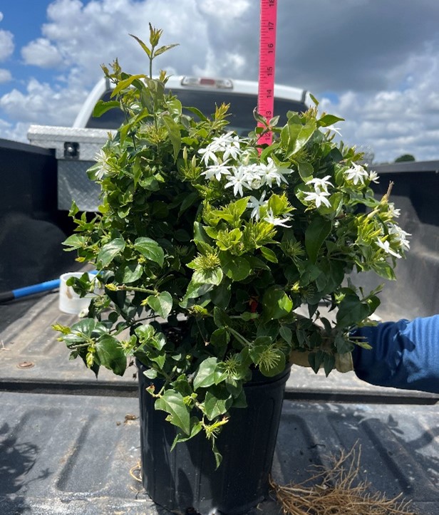 jasminum-multiflorum-jasmine-pubescens-downy-jasmine