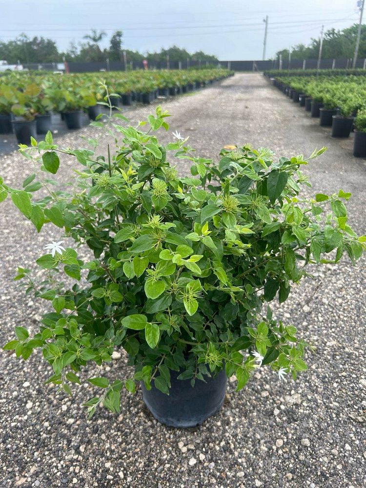 jasminum-multiflorum-jasmine-pubescens-downy-jasmine