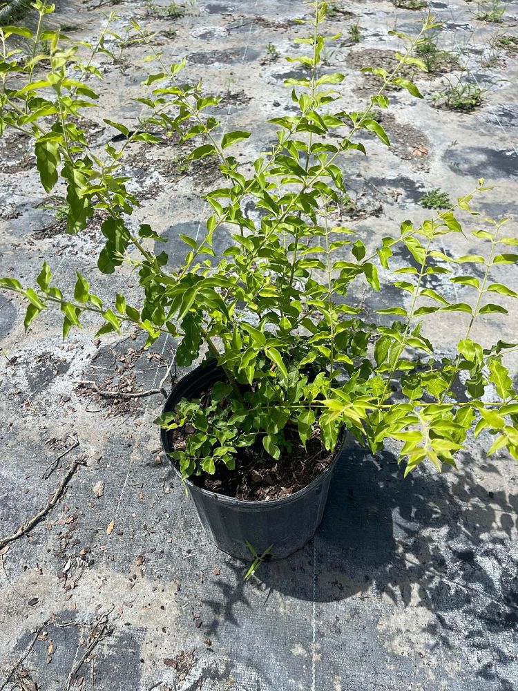 jasminum-multiflorum-jasmine-pubescens-downy-jasmine