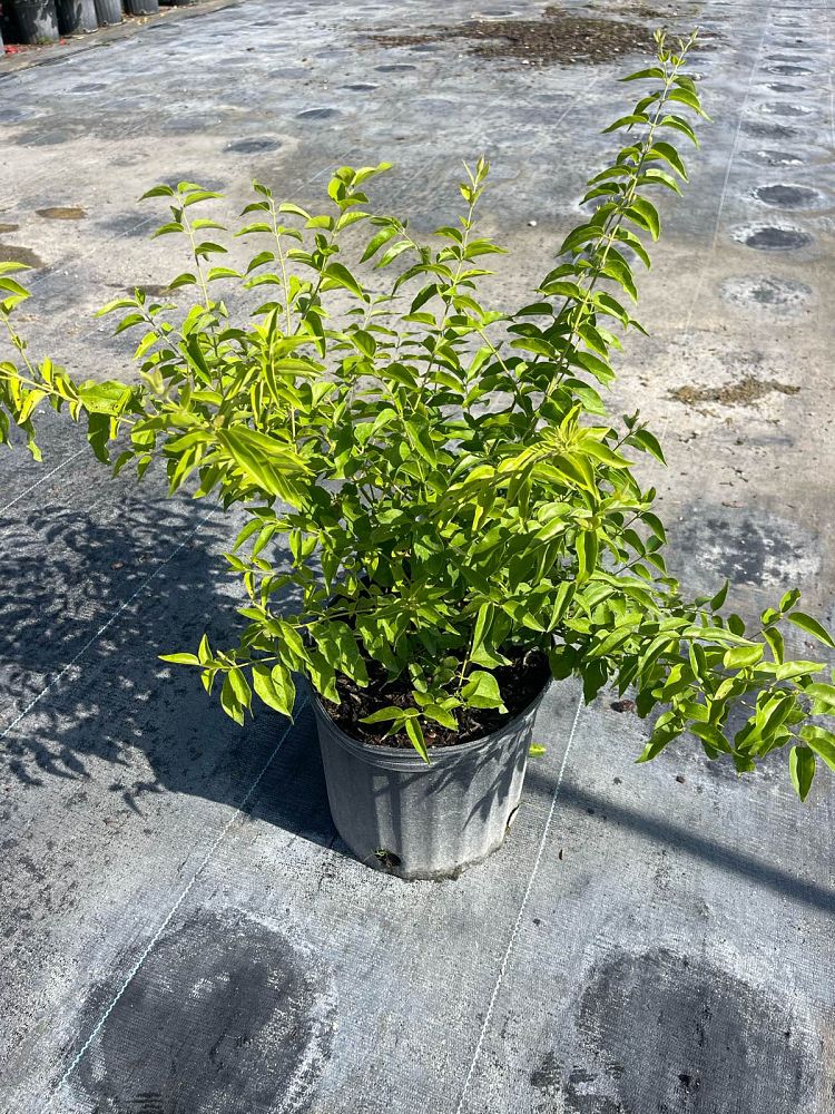 jasminum-multiflorum-jasmine-pubescens-downy-jasmine