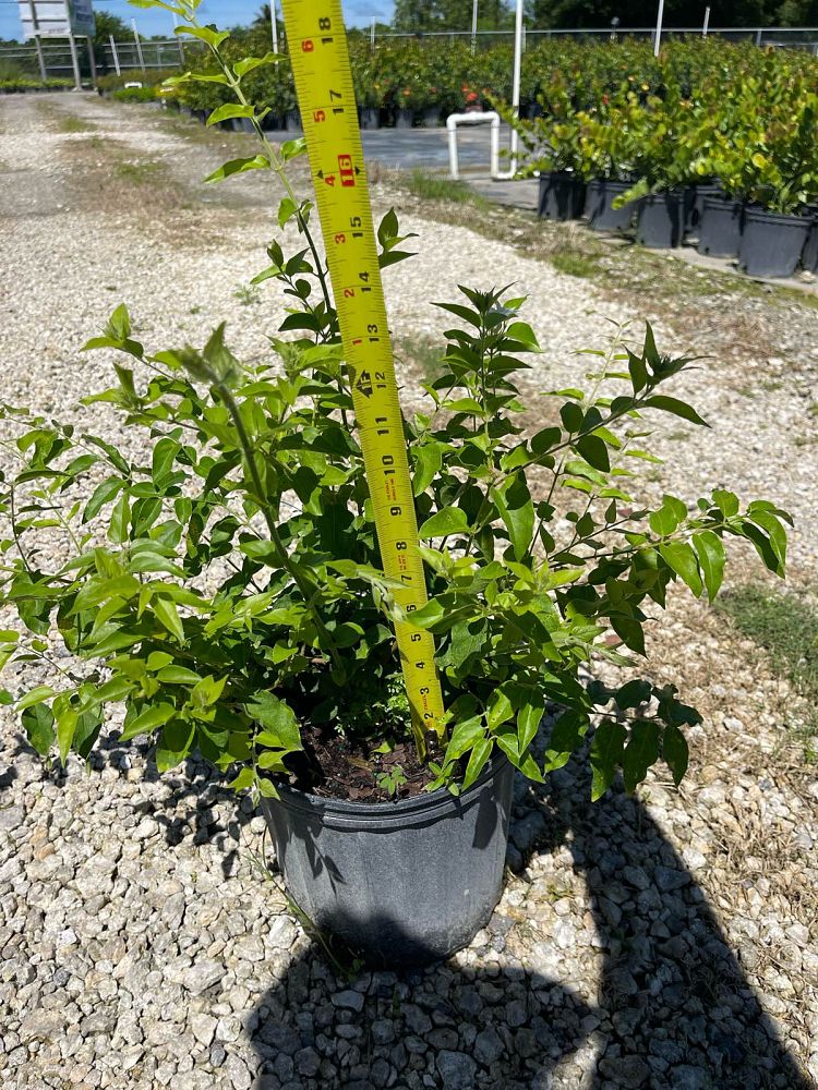 jasminum-multiflorum-jasmine-pubescens-downy-jasmine