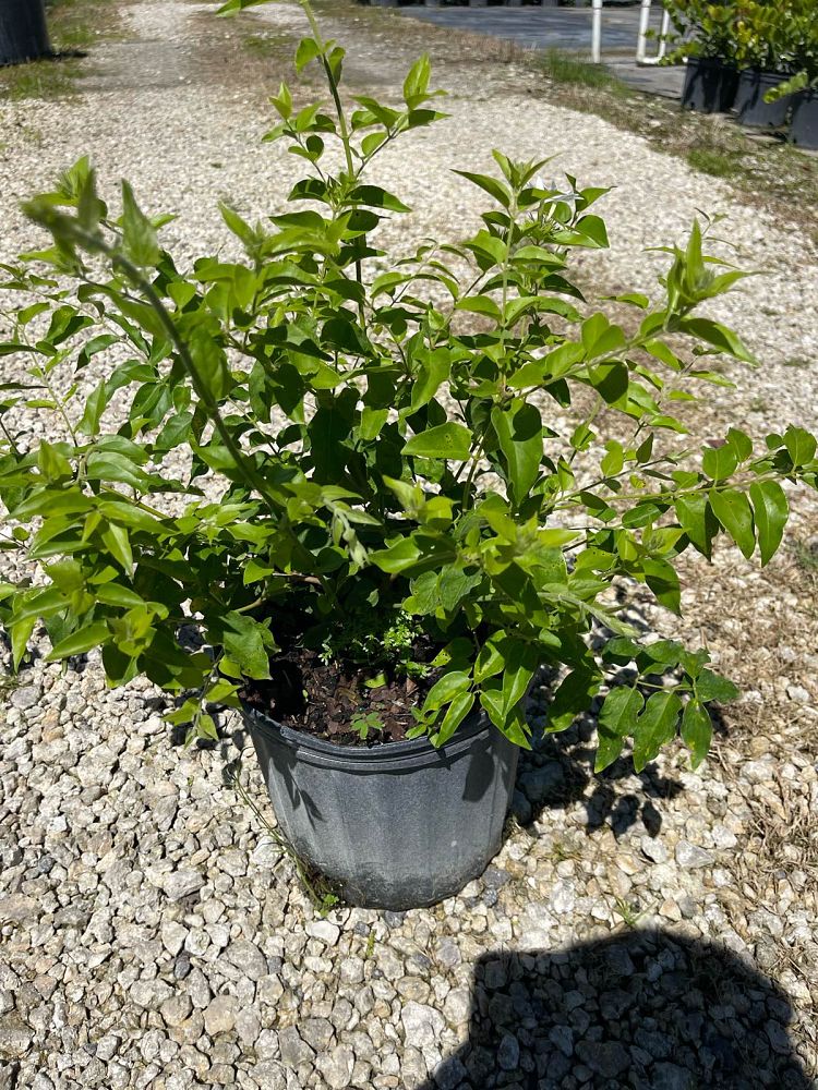 jasminum-multiflorum-jasmine-pubescens-downy-jasmine