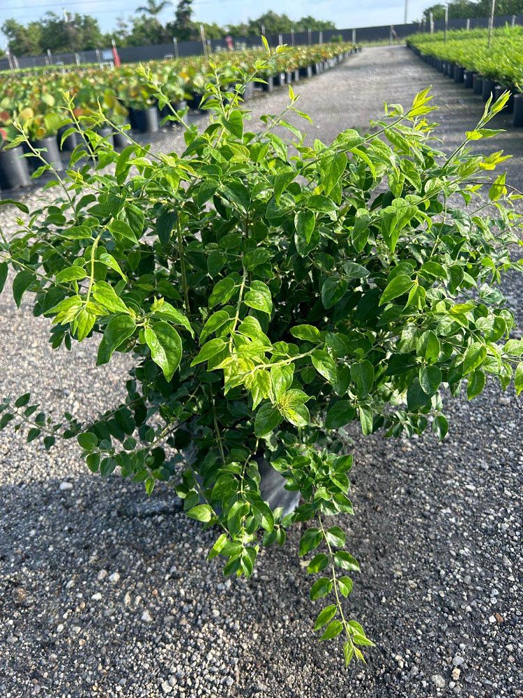 jasminum-multiflorum-jasmine-pubescens-downy-jasmine