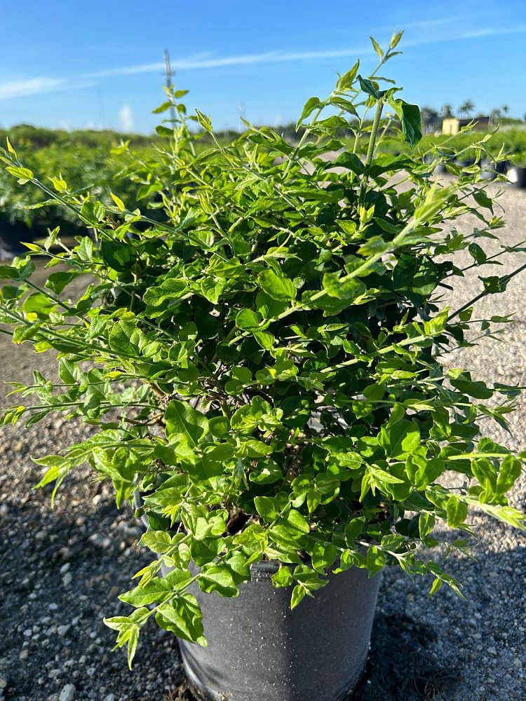jasminum-multiflorum-jasmine-pubescens-downy-jasmine