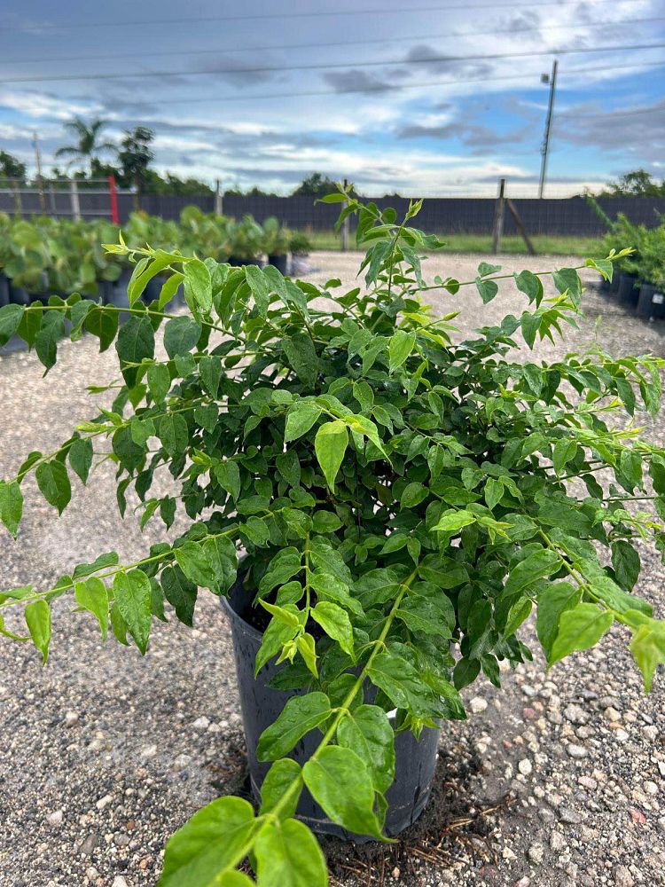 jasminum-multiflorum-jasmine-pubescens-downy-jasmine