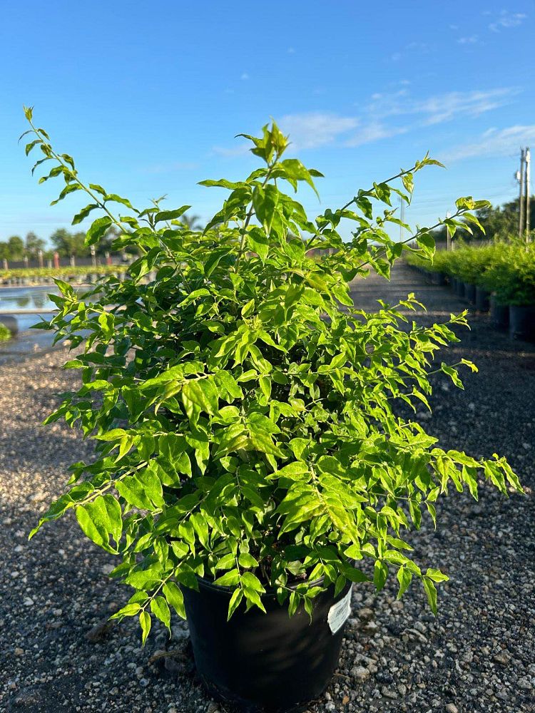 jasminum-multiflorum-jasmine-pubescens-downy-jasmine