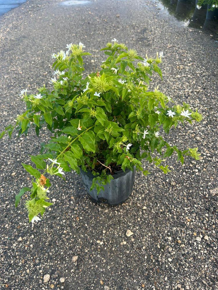 jasminum-multiflorum-jasmine-pubescens-downy-jasmine