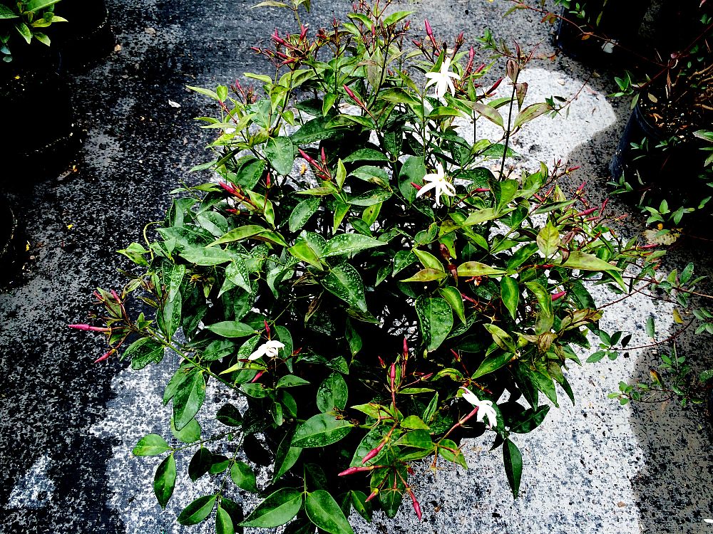jasminum-nitidum-star-jasmine-jasminum-ilicifolium-angelwing-jasmine