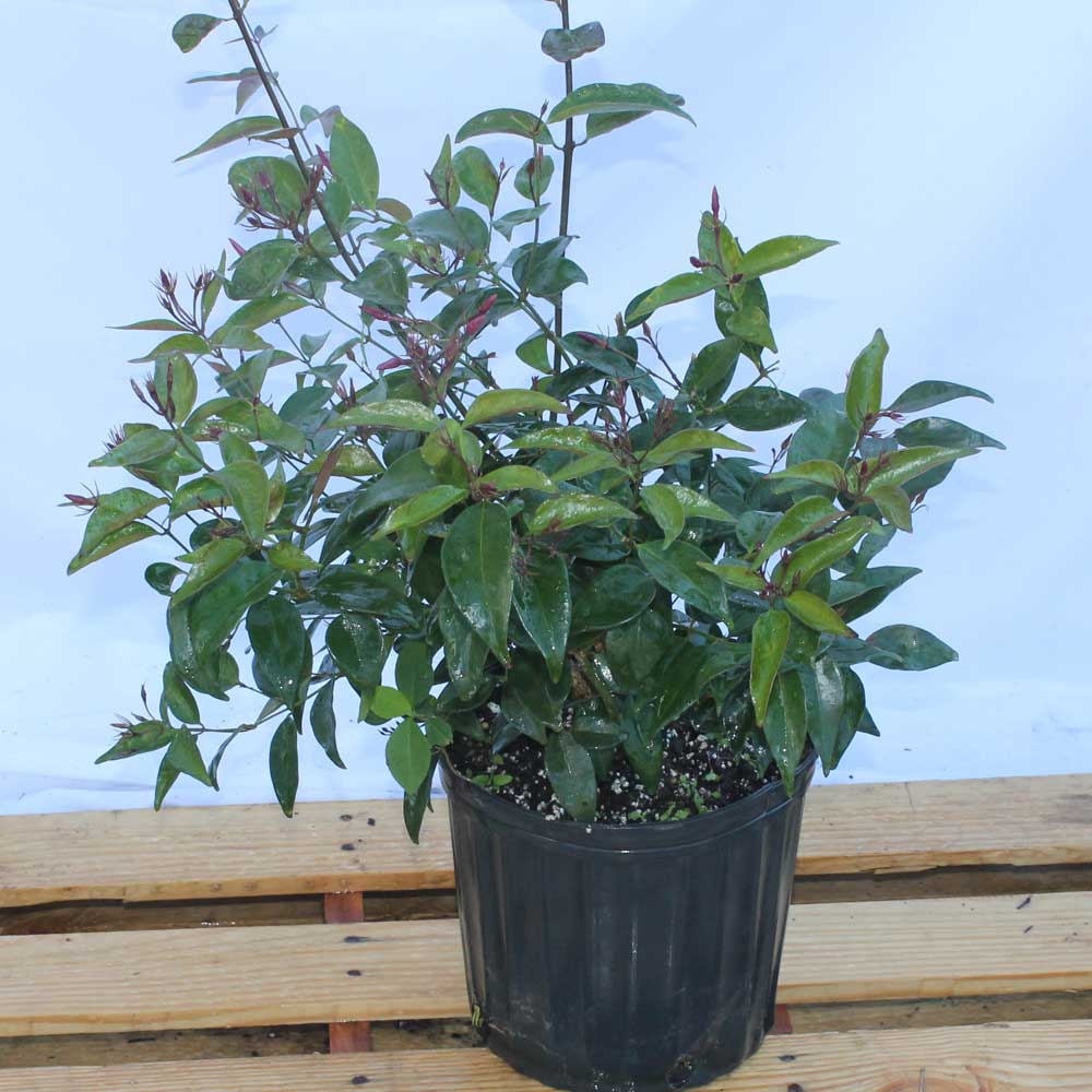 jasminum-nitidum-star-jasmine-jasminum-ilicifolium-angelwing-jasmine