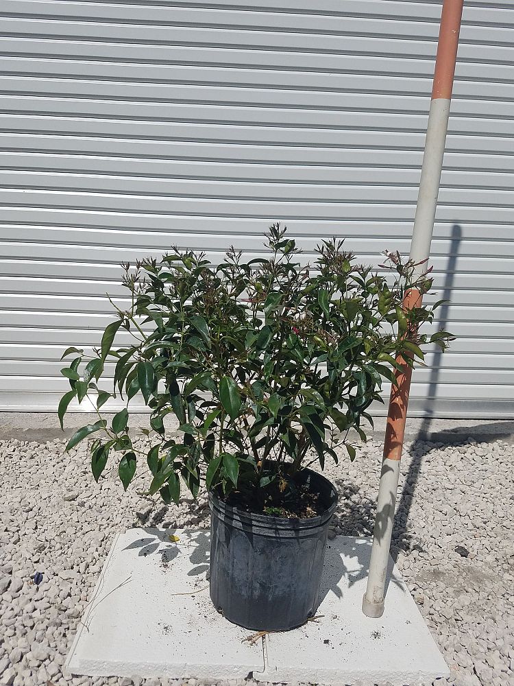 jasminum-nitidum-star-jasmine-jasminum-ilicifolium-angelwing-jasmine