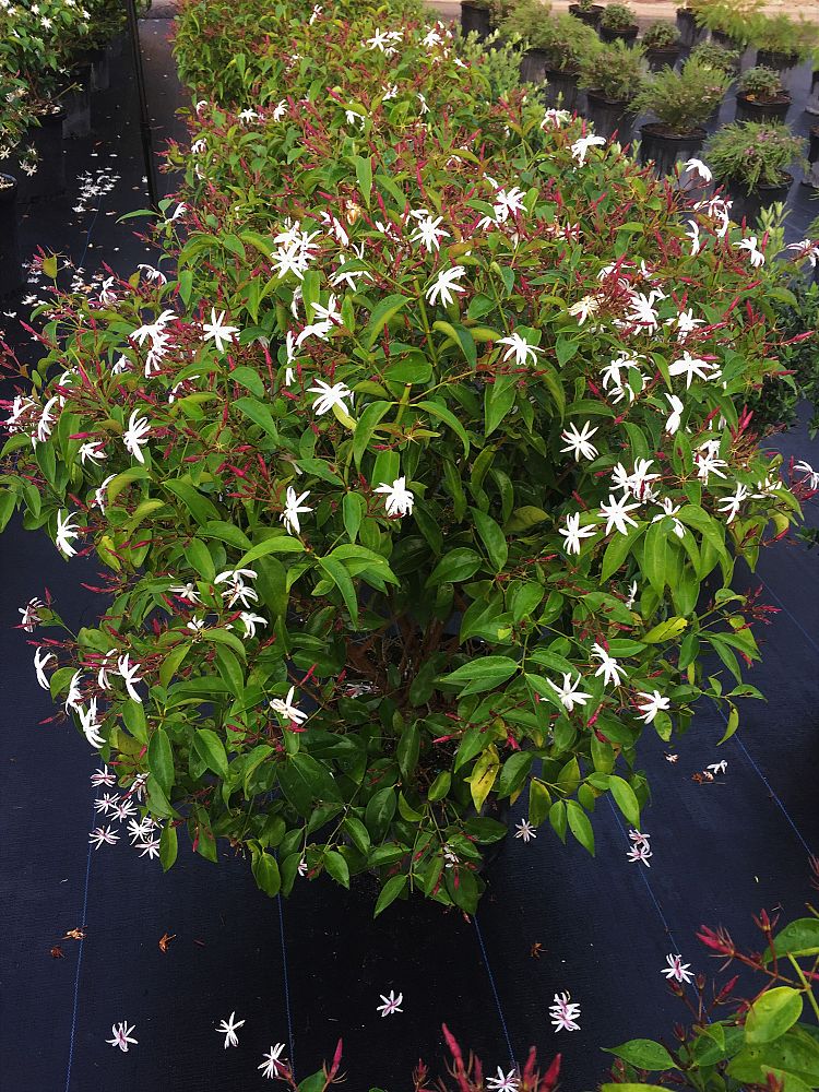 jasminum-nitidum-star-jasmine-jasminum-ilicifolium-angelwing-jasmine