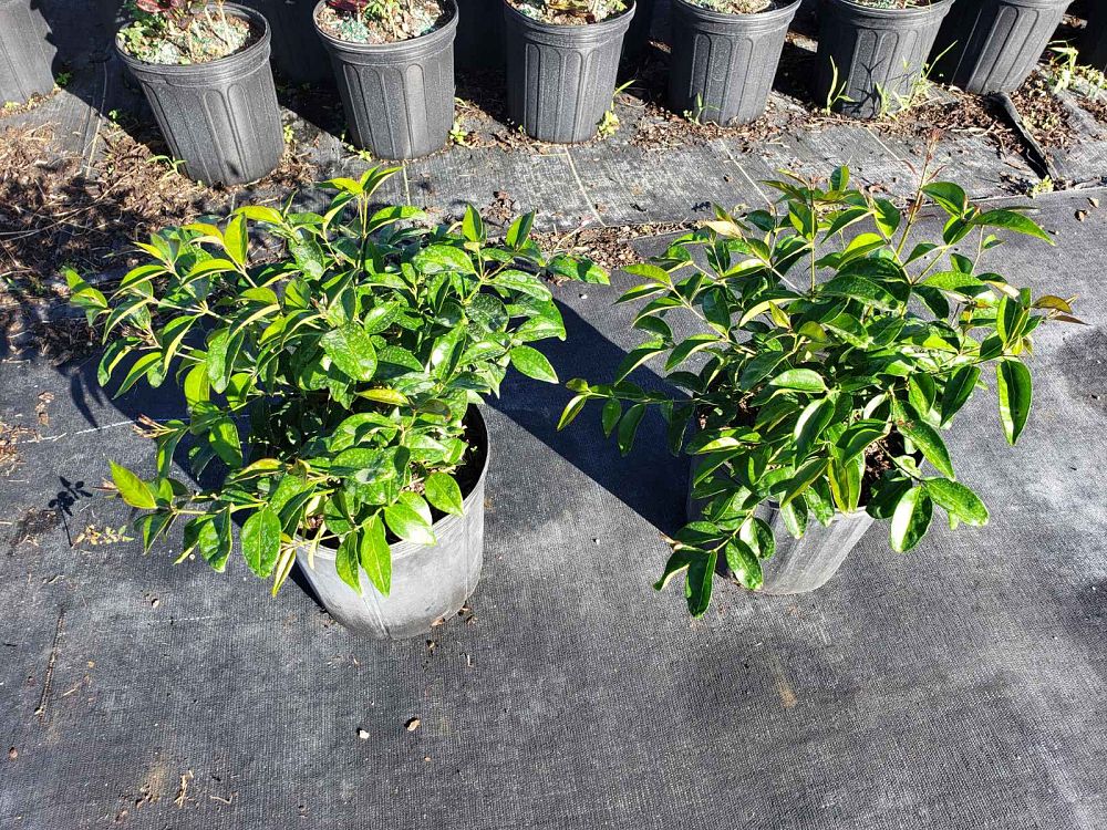 jasminum-nitidum-star-jasmine-jasminum-ilicifolium-angelwing-jasmine