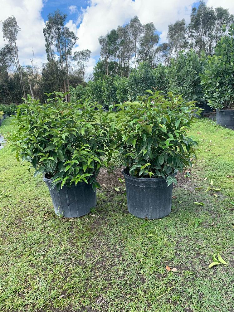 jasminum-nitidum-star-jasmine-jasminum-ilicifolium-angelwing-jasmine