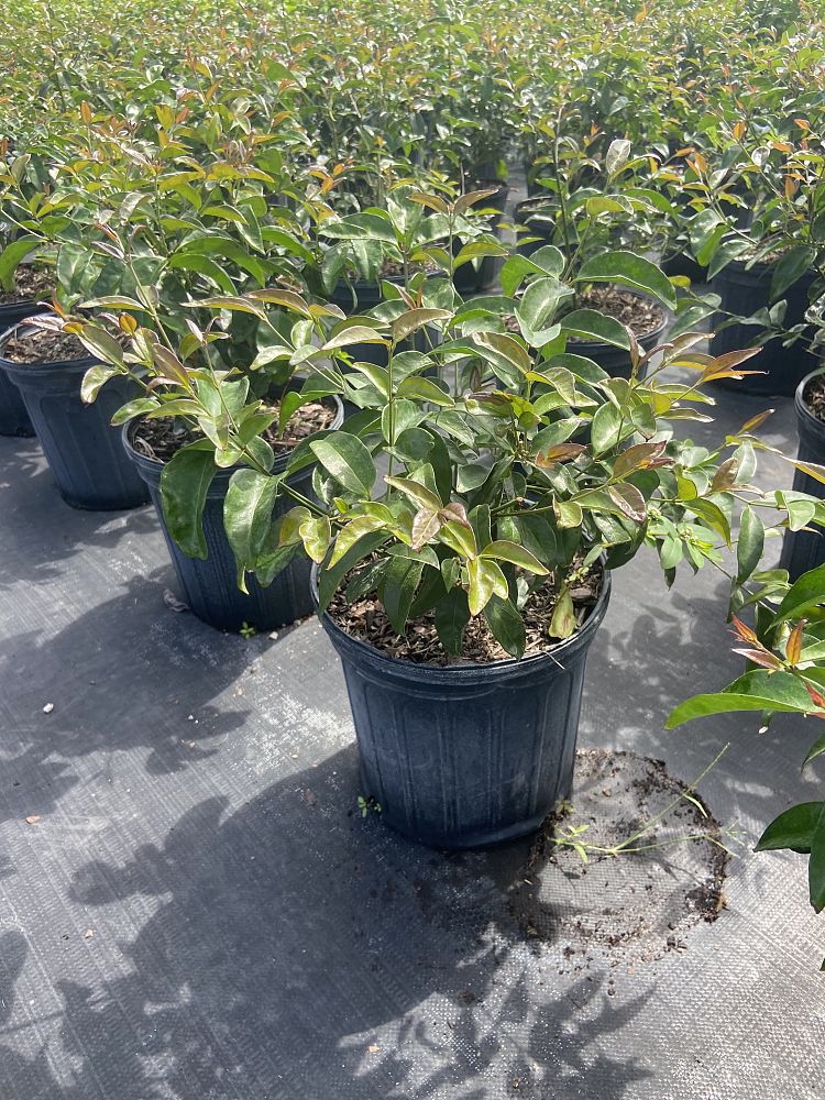 jasminum-nitidum-star-jasmine-jasminum-ilicifolium-angelwing-jasmine