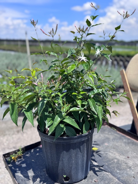 jasminum-nitidum-star-jasmine-jasminum-ilicifolium-angelwing-jasmine