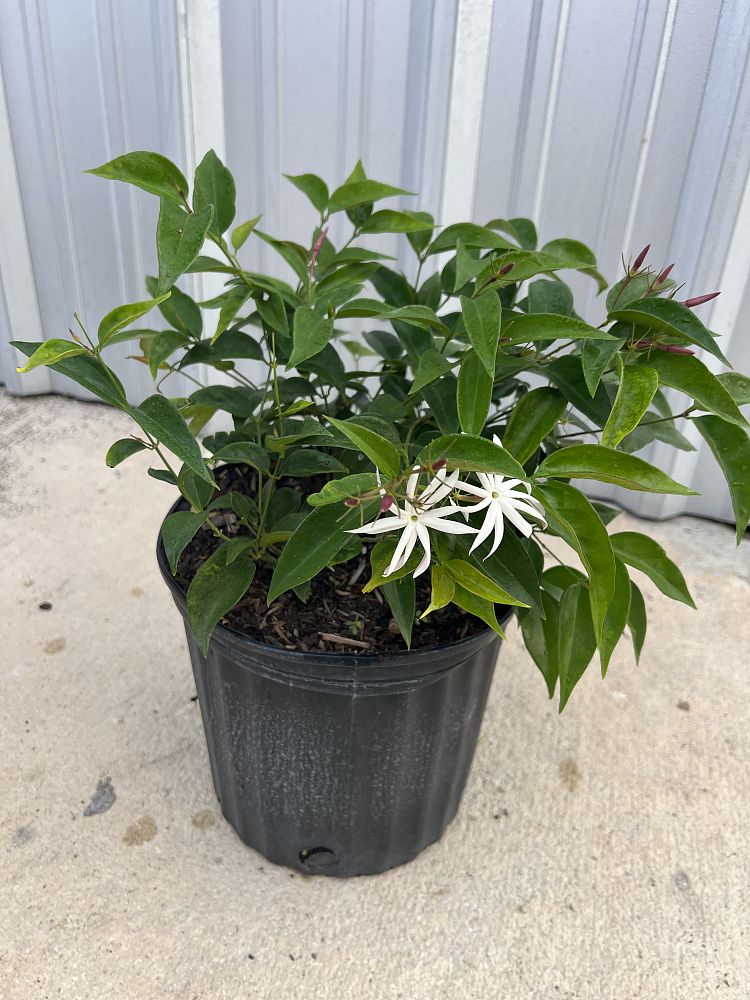 jasminum-nitidum-star-jasmine-jasminum-ilicifolium-angelwing-jasmine