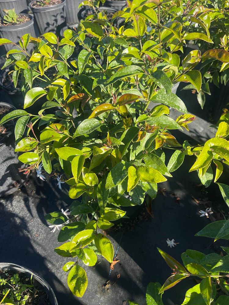 jasminum-nitidum-star-jasmine-jasminum-ilicifolium-angelwing-jasmine