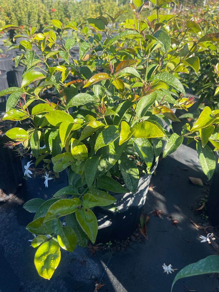 jasminum-nitidum-star-jasmine-jasminum-ilicifolium-angelwing-jasmine