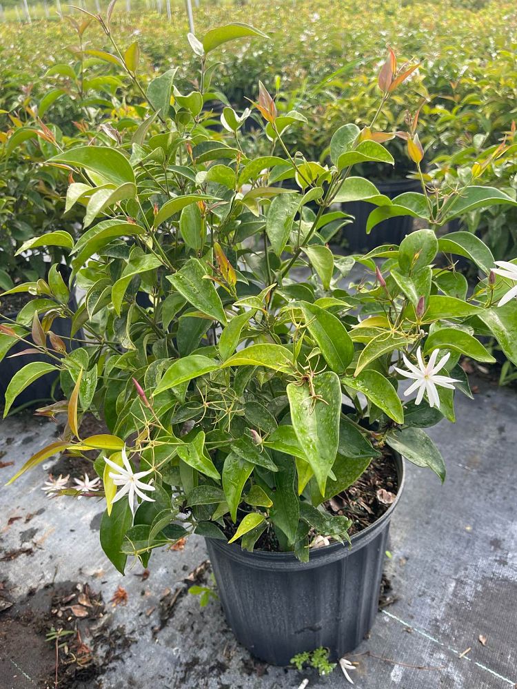 jasminum-nitidum-star-jasmine-jasminum-ilicifolium-angelwing-jasmine