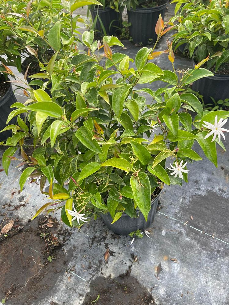 jasminum-nitidum-star-jasmine-jasminum-ilicifolium-angelwing-jasmine