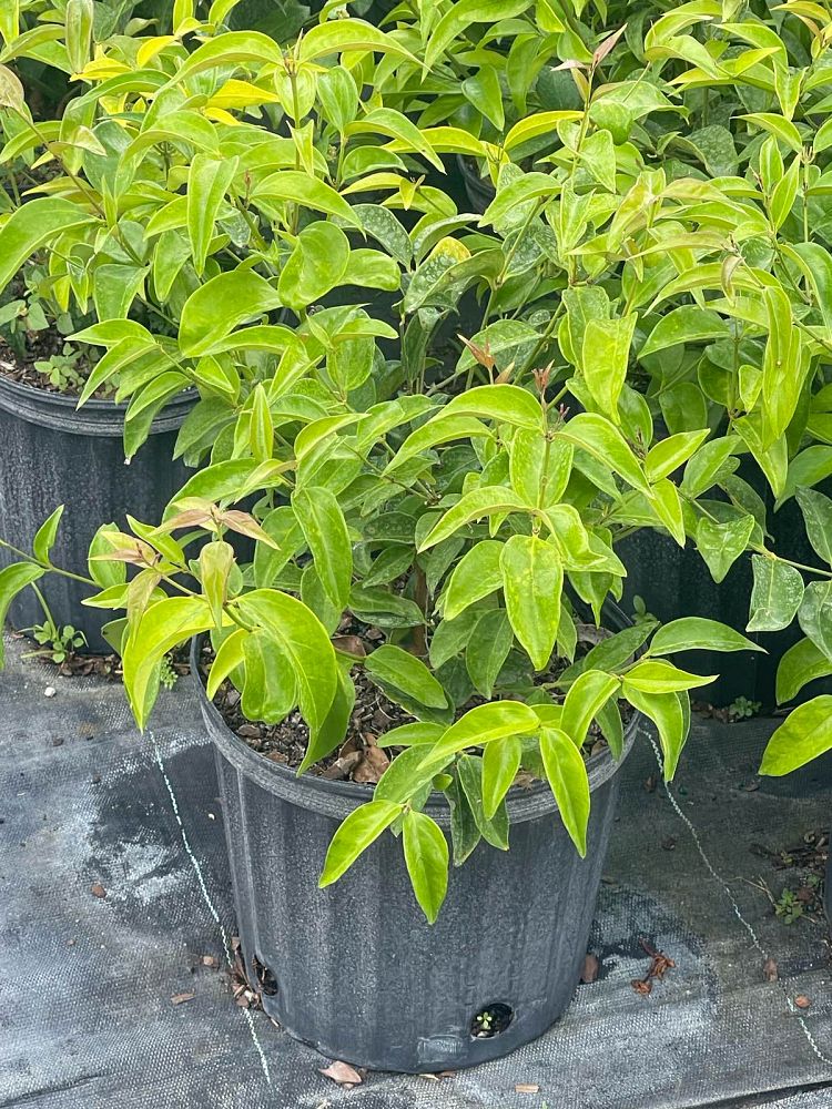 jasminum-nitidum-star-jasmine-jasminum-ilicifolium-angelwing-jasmine