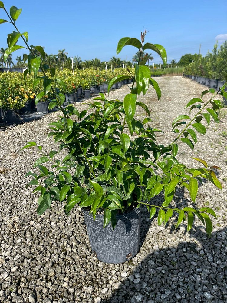 jasminum-nitidum-star-jasmine-jasminum-ilicifolium-angelwing-jasmine