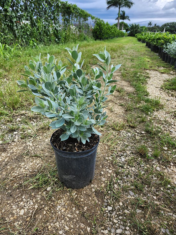 jasminum-nitidum-star-jasmine-jasminum-ilicifolium-angelwing-jasmine